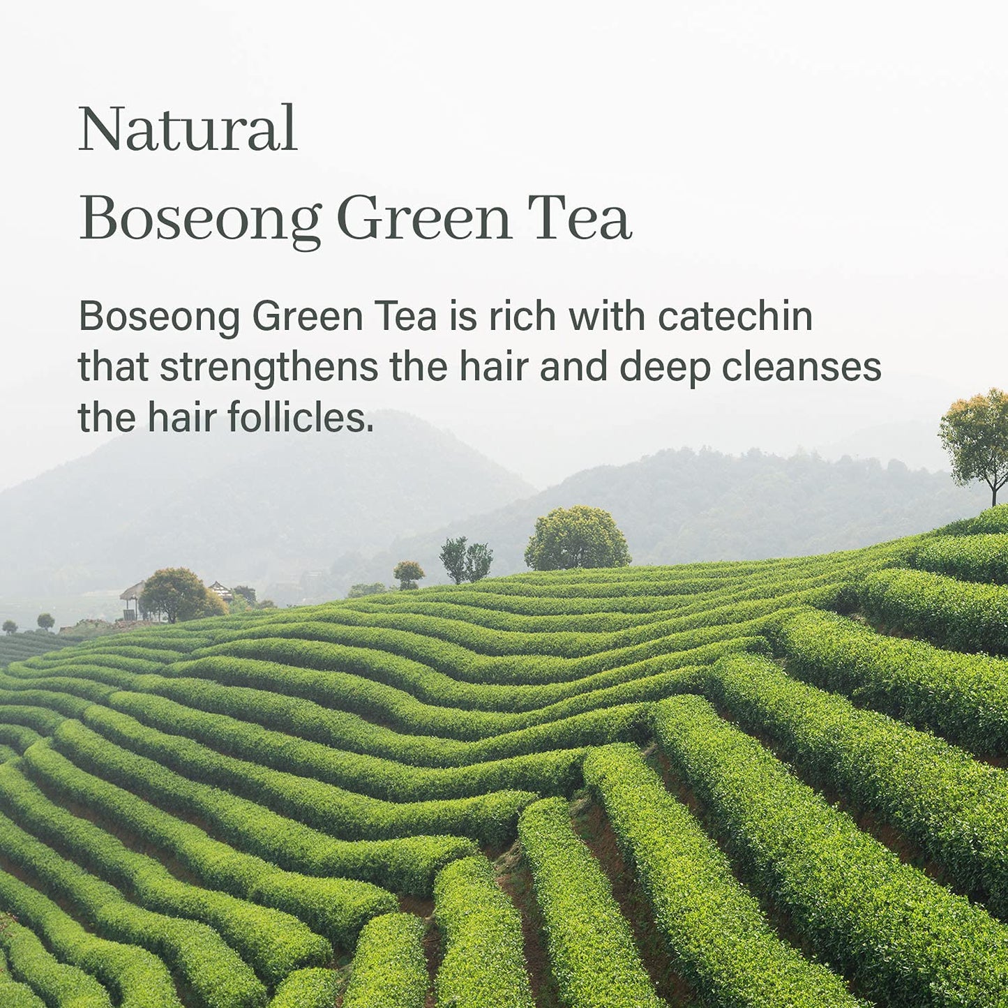 Go Green Tea Tree Shampoo Bar for Dandruff, Itchy Scalp, Normal to Oily hair – Refreshing Anti-dandruff, Vegan, pH balanced, Sulfate free, Eco friendly